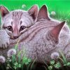 Cat Hugs - Animals Paint By Number