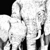 Black And White Elephants - Animals Paint By Number