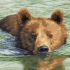 Brown Bear Swimming - Animals Paint By Number