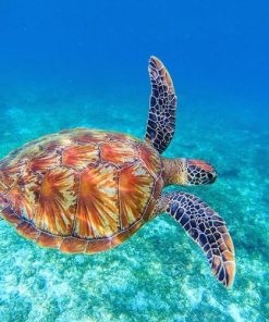 Sea Tortoise - Animals Paint By Numbers
