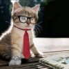 Cat on Style - Animals Paint By Number
