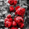 Garden Red Flower on Black paint by numbers