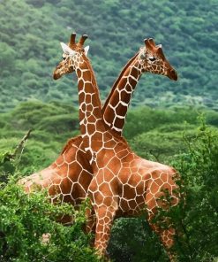 Giraffes paint by numbers