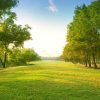 Green Grass and Trees paint by numbers