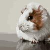 Cute Guinea Pig - Animals Paint By Number