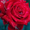 Beautiful Red Roses  - Flowers Paint By Number