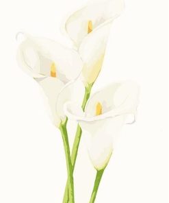 Calla Lily -  Flowers Paint By Number
