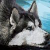 Husky portrait paint by numbers