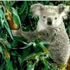 Koala Eucalyptus paint by numbers