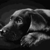 Black Labrador Retriever Dog - Animals Paint By Number