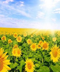 Field of Sunflowers -  Flowers Paint By Number