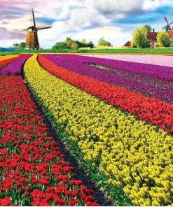 Tulip Growers  - Landscape Paint By Number