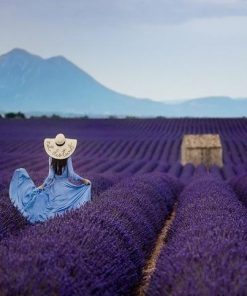 Woman in Lavender Field  - People Paint By Number