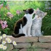 Cat Kissing - Animals Paint By Number