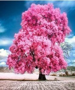 Pink Trumpet Tree paint by numbers