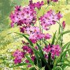 Purple Flowers paint by number