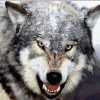 Angry Wolf - Animals Paint By Number