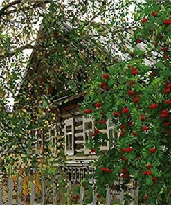 Cabin in Woods And Flowers - Landscape Paint By Numbers