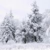 Fir Trees in The Snow - Landscape Paint By Number