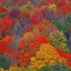 Colorful Trees - NEW Paint By Numbers