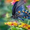 Black And Orange Butterfly - NEW Paint By Numbers