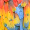 Colorful Bird Feather - NEW Paint By Numbers