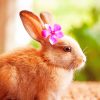 Beautiful Rabbit - NEW Paint By Numbers