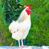 Brown And White Rooster - NEW Paint By Numbers