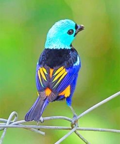 0Seven-colored-tanager-bird-paint-by-numbers