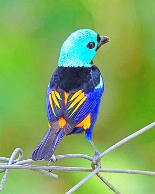 0Seven-colored-tanager-bird-paint-by-numbers