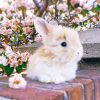 Cute Baby Angora Rabbit - NEW Paint By Numbers