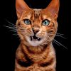 Angry Cat - NEW Paint By Number