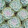 Beautiful Succulents - NEW Paint By Numbers
