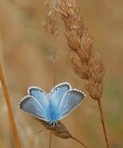 Adonis Blue paint by numbers