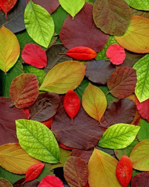 Autumn Leaves paint by numbers