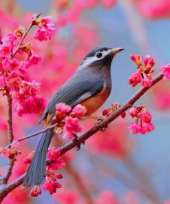 Bird In Cherry Blossom paint by numbers