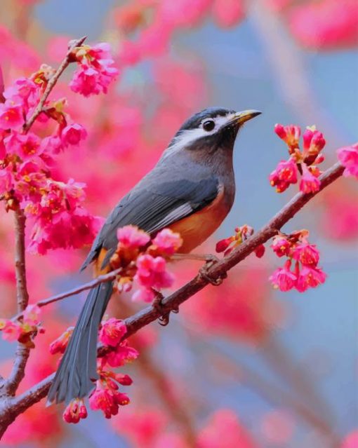 Bird In Cherry Blossom paint by numbers