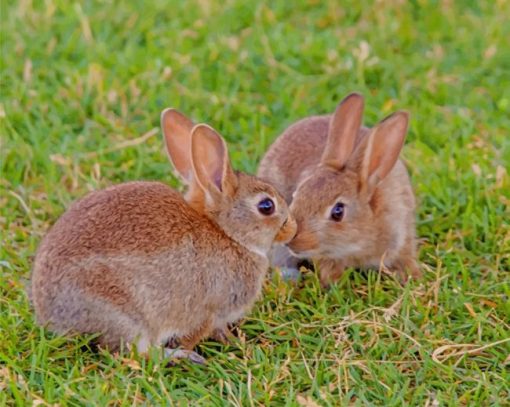 Cute Rabbits paint by numbers