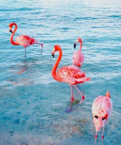 Flamingos Birds paint by numbers