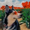 Husky In Poppy Field paint by numbers