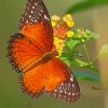 Orange Butterfly paint by numbers