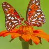 Orange Monarch Butterfly paint by numbers