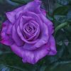 Purple Floribunda paint by numbers