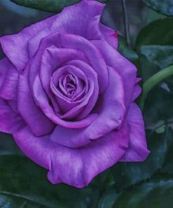 Purple Floribunda paint by numbers