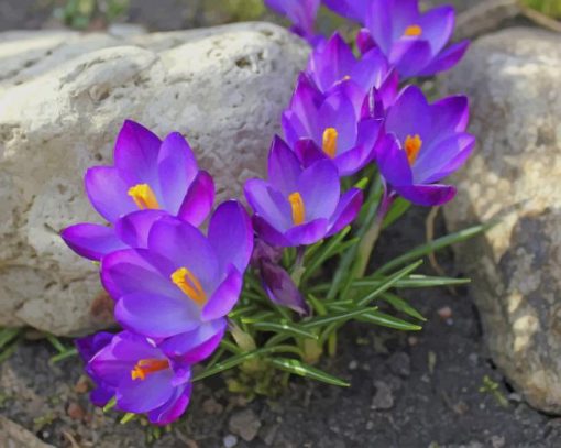 Purple Flowers paint by numbers