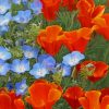 Red and Blue Poppy Flowers paint by numbers