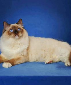 Balinese Cat paint by numbers