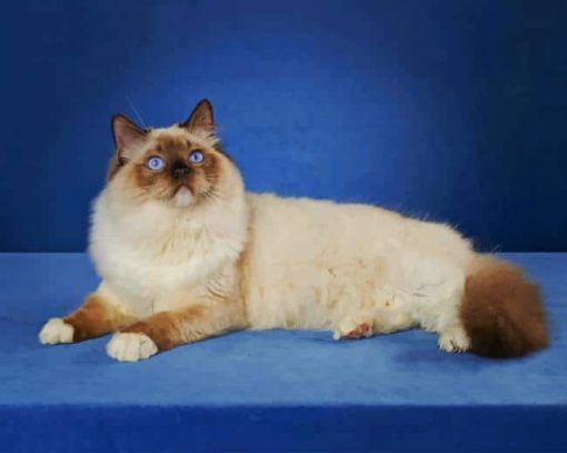 Balinese Cat paint by numbers