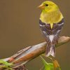 Brown And Yellow Bird paint by numbers