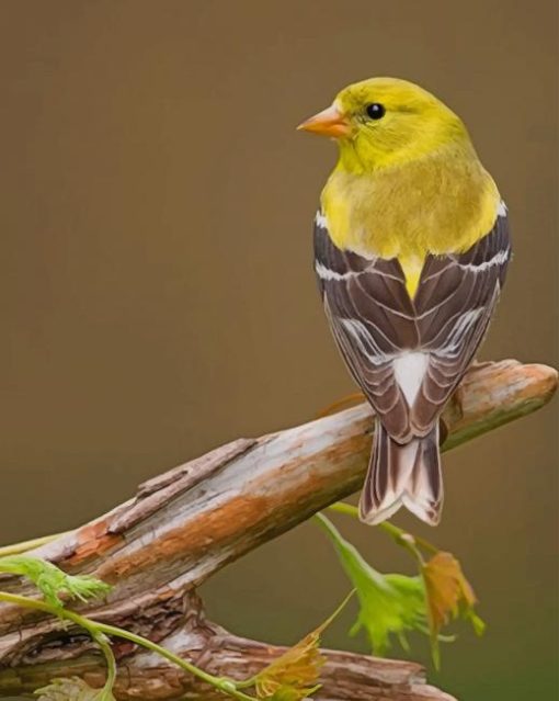 Brown And Yellow Bird paint by numbers